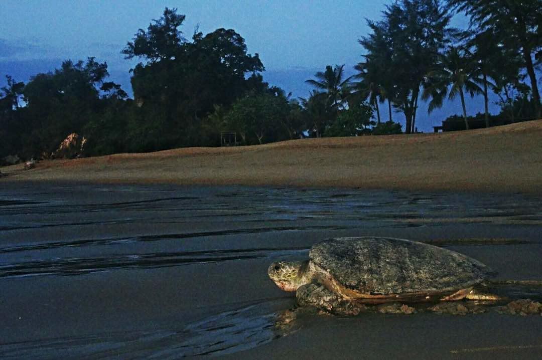 The Kasturi Resort Cherating Εξωτερικό φωτογραφία